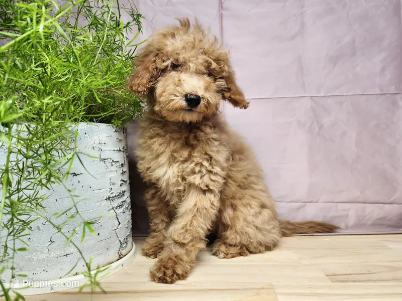 Indy, a female Miniature Goldendoodle for sale in Topeka, IN – Photo 1 of 10