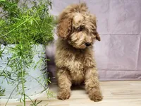 Indy, a female Miniature Goldendoodle for sale in Topeka, IN – Photo 10 of 10