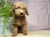 Indy, a female Miniature Goldendoodle for sale in Topeka, IN – Photo 3 of 10