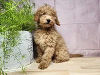 Indy, a female Miniature Goldendoodle for sale in Topeka, IN – Photo 4 of 10