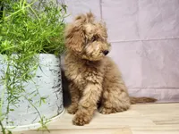 Indy, a female Miniature Goldendoodle for sale in Topeka, IN – Photo 8 of 10