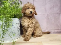 Indy, a female Miniature Goldendoodle for sale in Topeka, IN – Photo 9 of 10