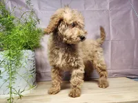 Indy, a female Miniature Goldendoodle for sale in Topeka, IN – Photo 6 of 10