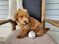 Spencer, a male Miniature Bernedoodle for sale in Topeka, IN – 7 of 10