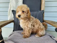 Liam, a male Miniature Bernedoodle for sale in Topeka, IN – 7 of 10