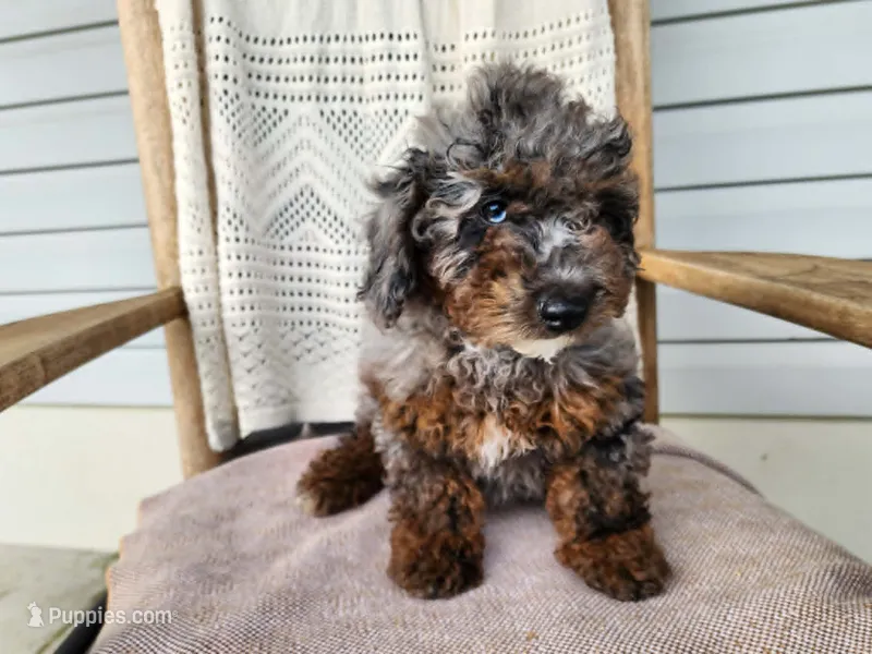 Leasha – Miniature Bernedoodle puppy for sale in Topeka, IN