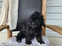 Willow, a female Miniature Bernedoodle for sale in Topeka, IN – 4 of 9