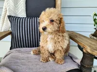 Liam, a male Miniature Bernedoodle for sale in Topeka, IN – 5 of 10