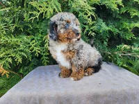 Lettie, a female Miniature Bernedoodle for sale in Topeka, IN – Photo 5 of 10