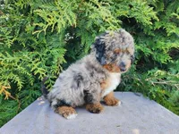 Lettie, a female Miniature Bernedoodle for sale in Topeka, IN – Photo 8 of 10
