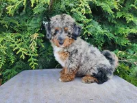 Lettie, a female Miniature Bernedoodle for sale in Topeka, IN – Photo 3 of 10