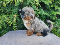 Lettie, a female Miniature Bernedoodle for sale in Topeka, IN – Photo 2 of 10