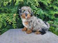 Lettie, a female Miniature Bernedoodle for sale in Topeka, IN – Photo 7 of 10