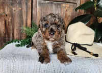 Lettie, a female Miniature Bernedoodle for sale in Topeka, IN – Photo 8 of 10