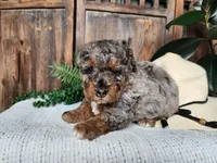 Lettie, a female Miniature Bernedoodle for sale in Topeka, IN – Photo 5 of 10