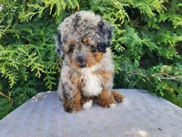 Lettie, a female Miniature Bernedoodle for sale in Topeka, IN – Photo 6 of 10
