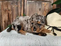 Lettie, a female Miniature Bernedoodle for sale in Topeka, IN – Photo 4 of 10