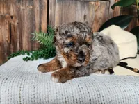 Lettie, a female Miniature Bernedoodle for sale in Topeka, IN – Photo 3 of 10