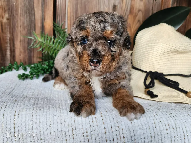 Lettie, a female Miniature Bernedoodle for sale in Topeka, IN – Photo 1 of 10