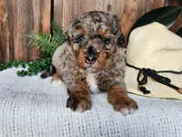 Lettie, a female Miniature Bernedoodle for sale in Topeka, IN – Photo 1 of 10