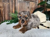 Lettie, a female Miniature Bernedoodle for sale in Topeka, IN – Photo 10 of 10