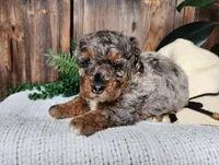 Lettie, a female Miniature Bernedoodle for sale in Topeka, IN – Photo 6 of 10