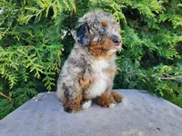 Lettie, a female Miniature Bernedoodle for sale in Topeka, IN – Photo 4 of 10