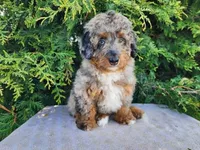 Lettie, a female Miniature Bernedoodle for sale in Topeka, IN – Photo 1 of 10
