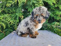 Lettie, a female Miniature Bernedoodle for sale in Topeka, IN – Photo 9 of 10