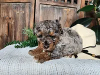 Lettie, a female Miniature Bernedoodle for sale in Topeka, IN – Photo 9 of 10