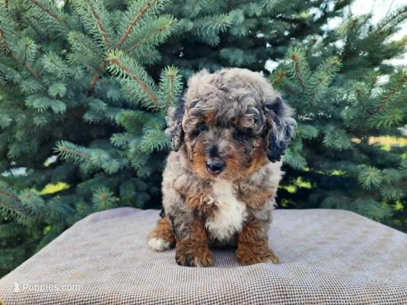 Lettie – Miniature Bernedoodle puppy for sale in Topeka, IN