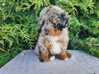 Lettie, a female Miniature Bernedoodle for sale in Topeka, IN – Photo 10 of 10