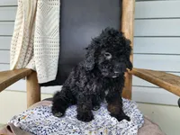 Willow, a female Miniature Bernedoodle for sale in Topeka, IN – 5 of 9
