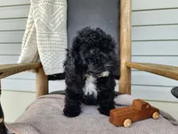 Brock, a male Miniature Bernedoodle for sale in Topeka, IN – 4 of 10