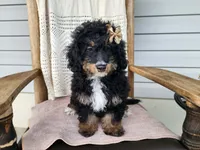 Karly, a female Miniature Bernedoodle for sale in Topeka, IN – 6 of 10