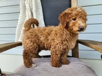Dallas, a male Miniature Bernedoodle for sale in Topeka, IN – 6 of 10