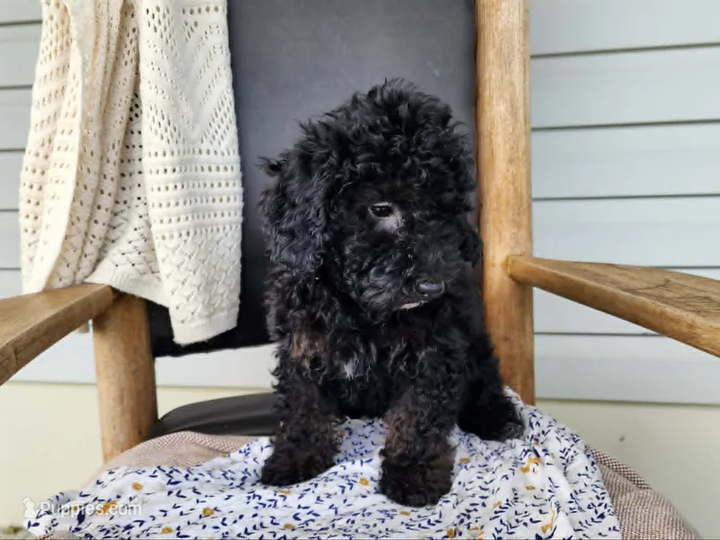 Willow – Miniature Bernedoodle puppy for sale in Topeka, IN