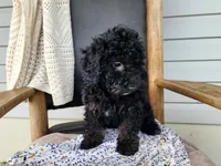 Willow, a female Miniature Bernedoodle for sale in Topeka, IN – 1 of 9