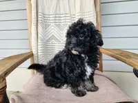 Mia, a female Miniature Bernedoodle for sale in Topeka, IN – 3 of 10