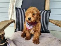 Blake, a male Miniature Bernedoodle for sale in Topeka, IN – 8 of 10