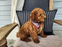 Blake, a male Miniature Bernedoodle for sale in Topeka, IN – 9 of 10