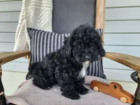 Brock, a male Miniature Bernedoodle for sale in Topeka, IN – 8 of 10