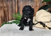 Brock, a male Miniature Bernedoodle for sale in Topeka, IN – Photo 6 of 10