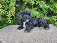 Brock, a male Miniature Bernedoodle for sale in Topeka, IN – Photo 9 of 10