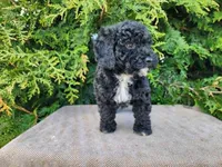 Brock, a male Miniature Bernedoodle for sale in Topeka, IN – Photo 3 of 10