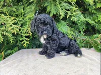 Brock, a male Miniature Bernedoodle for sale in Topeka, IN – Photo 4 of 10