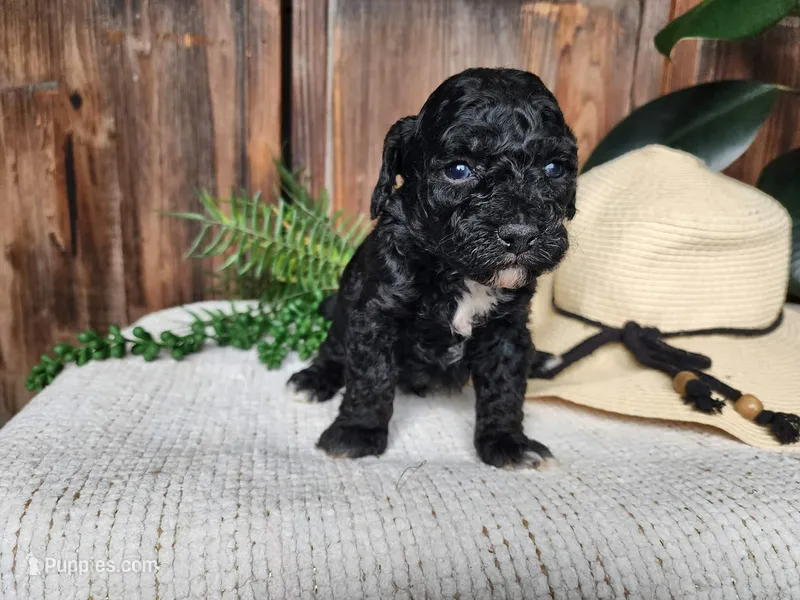 Brock – Miniature Bernedoodle puppy for sale in Topeka, IN