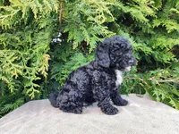 Brock, a male Miniature Bernedoodle for sale in Topeka, IN – Photo 7 of 10