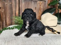 Brock, a male Miniature Bernedoodle for sale in Topeka, IN – Photo 4 of 10