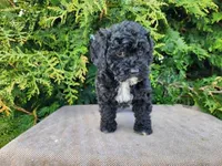 Brock, a male Miniature Bernedoodle for sale in Topeka, IN – Photo 1 of 10